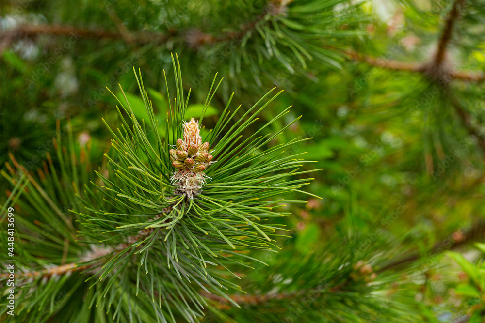 Young cones on a pine tree. Macro Young cones on a pine tree. Macro