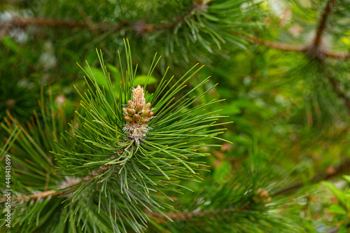 Young cones on a pine tree. Macro