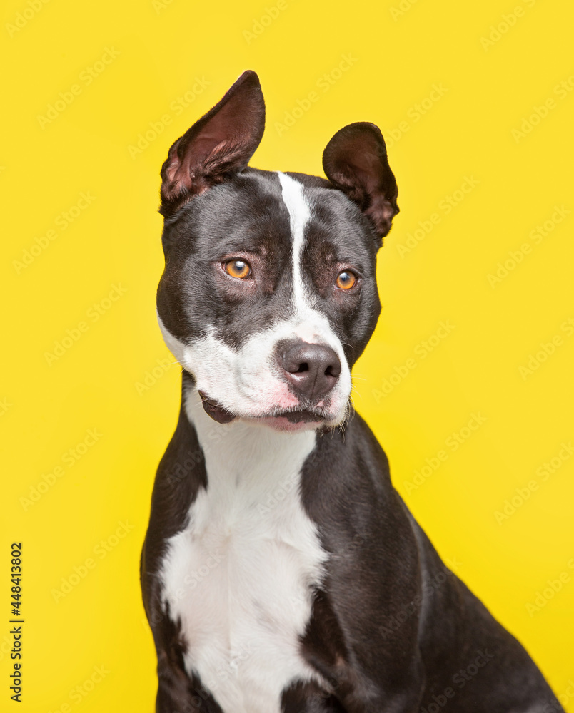 studio shot of a cute dog in front of an isolated background studio shot of a cute dog in front of an isolated background