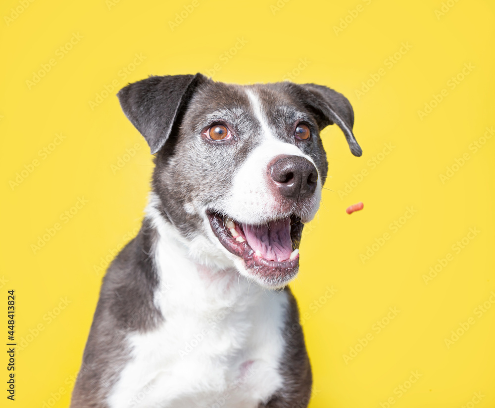 studio shot of a cute dog in front of an isolated background