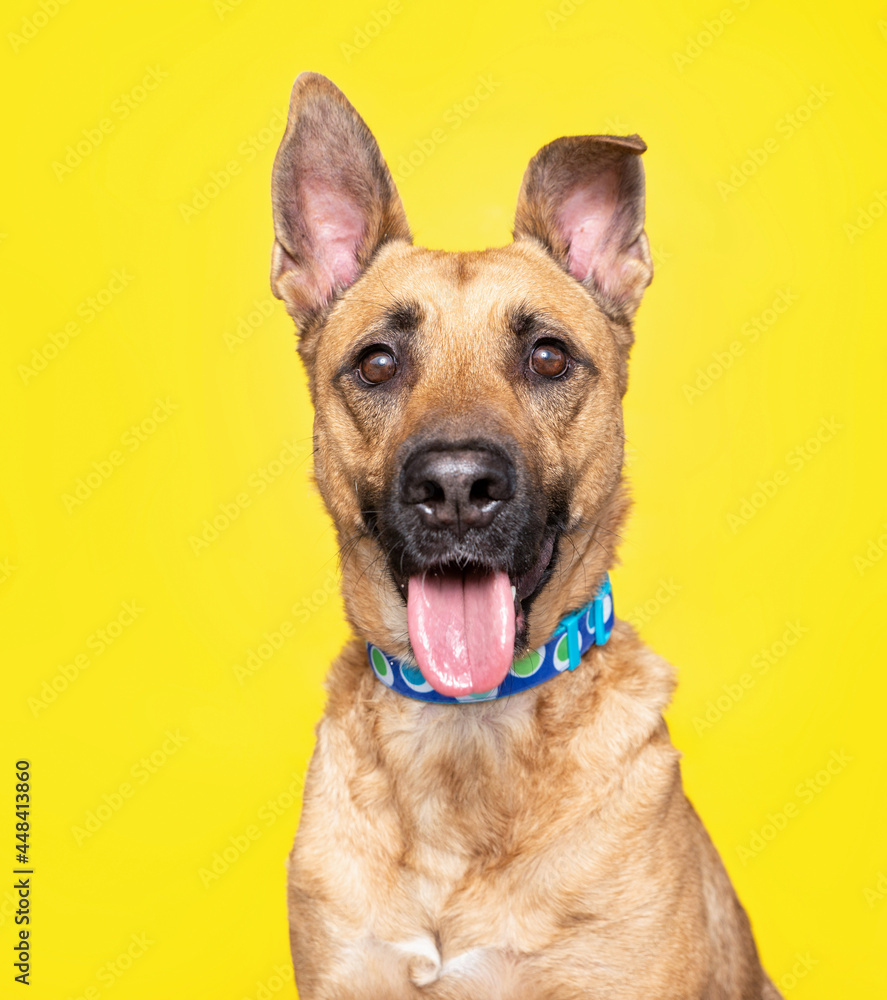 studio shot of a cute dog on an isolated background studio shot of a cute dog on an isolated background