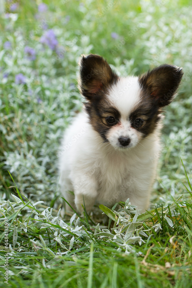 Little cute papillon puppy playing in the garden Little cute papillon puppy playing in the garden
