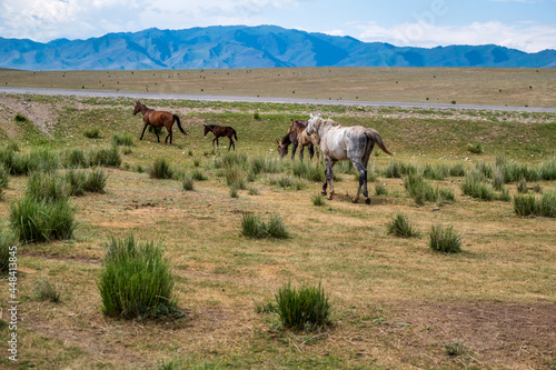 horses in the field © Александр Ульман