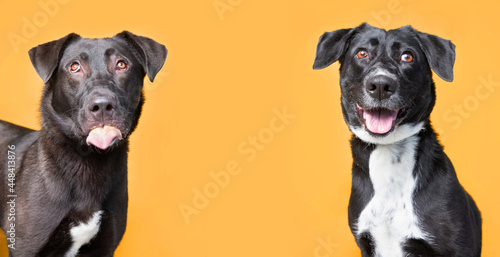 studio shot of a cute dog in front of an isolated background