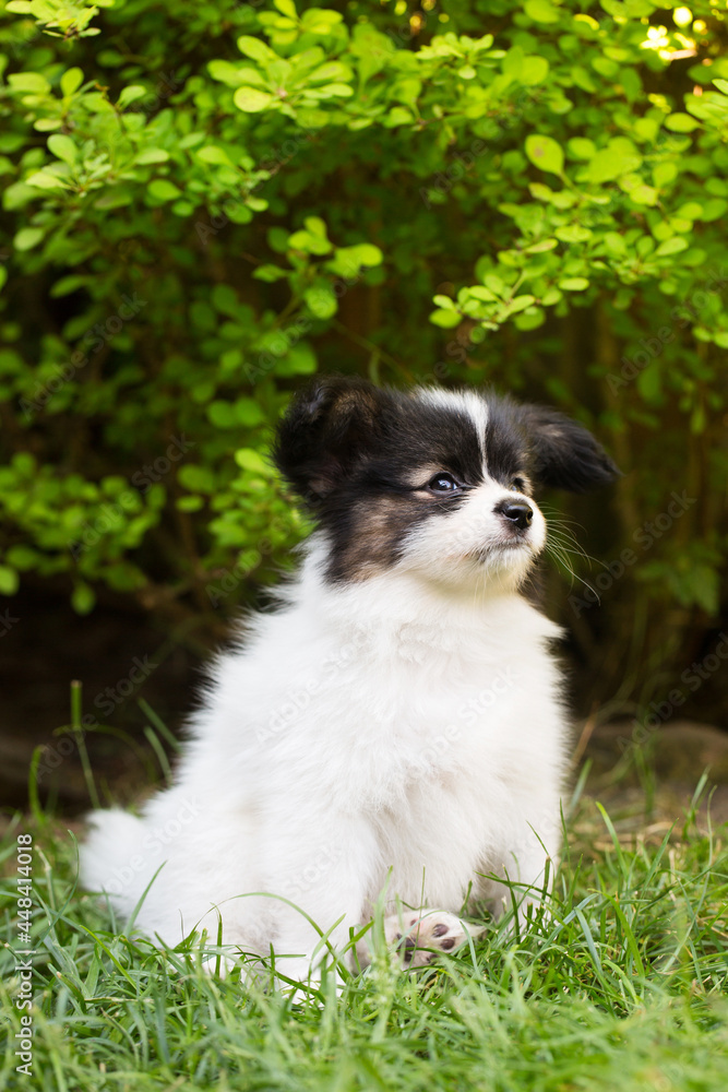 puppy playing in the garden puppy playing in the garden