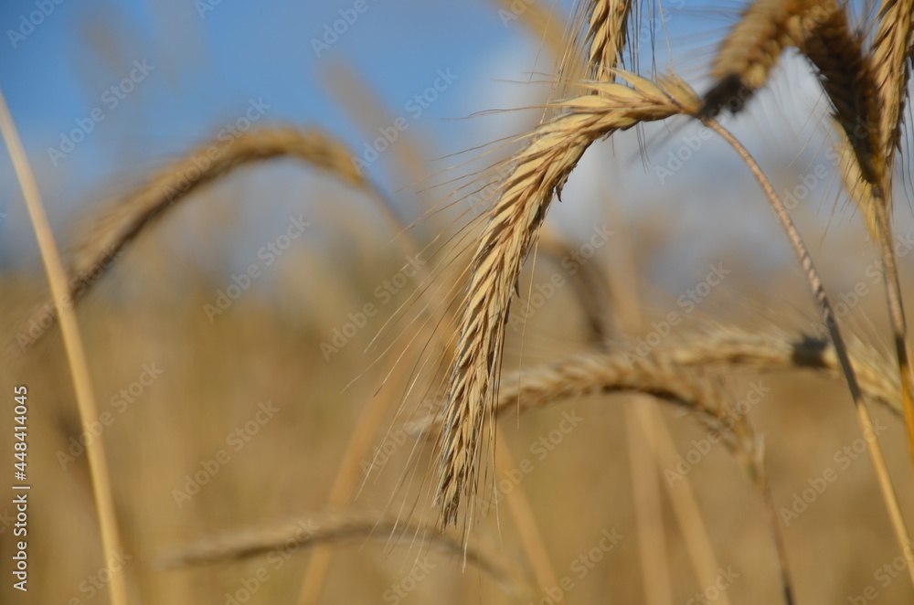 Fototapeta premium Korn