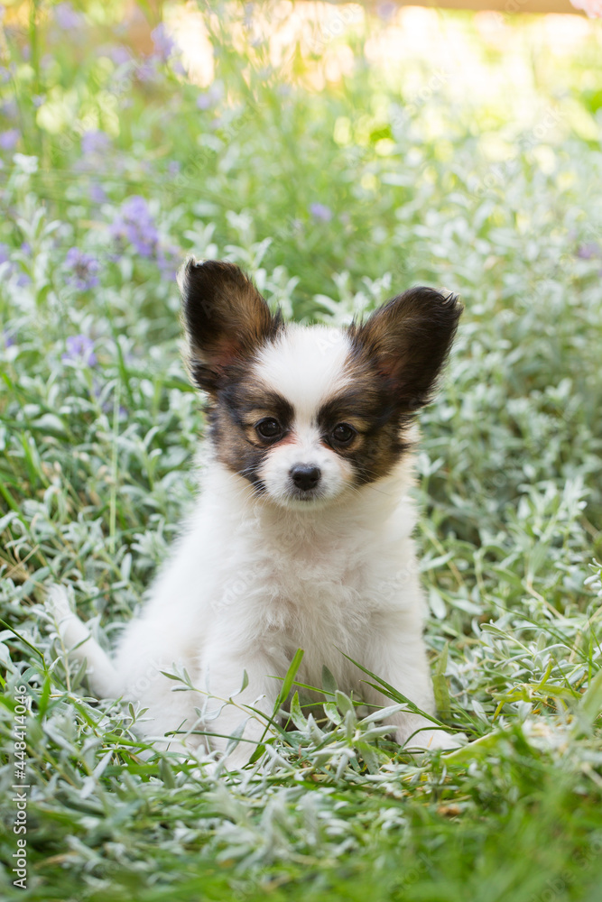 Portrait of a little puppy in the grass