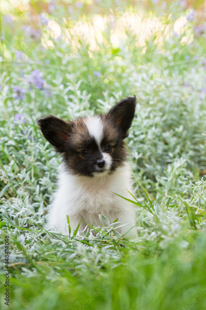 little puppy in the grass