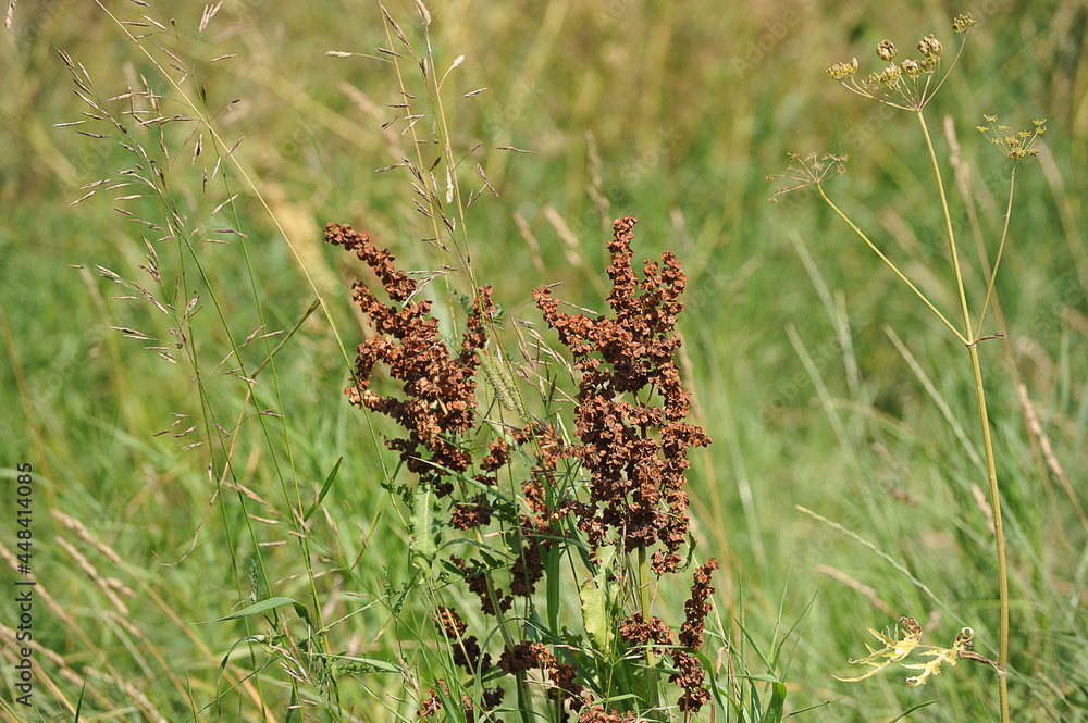 summer blooming meadow-vegetation of the central part of Russia summer blooming meadow-vegetation of the central part of Russia