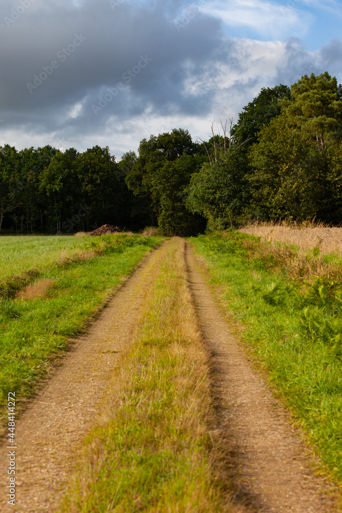Un chemin de terre entre deux champs bordés de forêts.