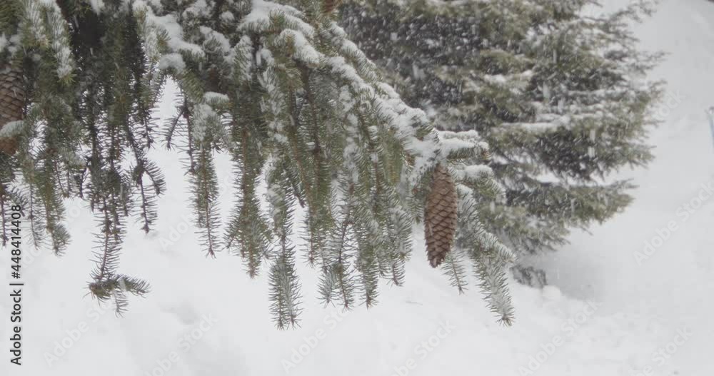 Snow falling. snowflakes in winter. Fir tree branches covered with snow. Slow Motion Closeup. Snow falling. snowflakes in winter. Fir tree branches covered with snow. Slow Motion Closeup.