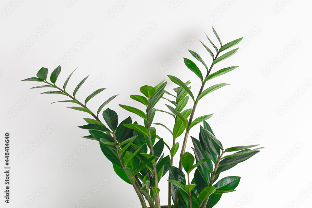 Obraz premium Close-up zamioculcas at white background.