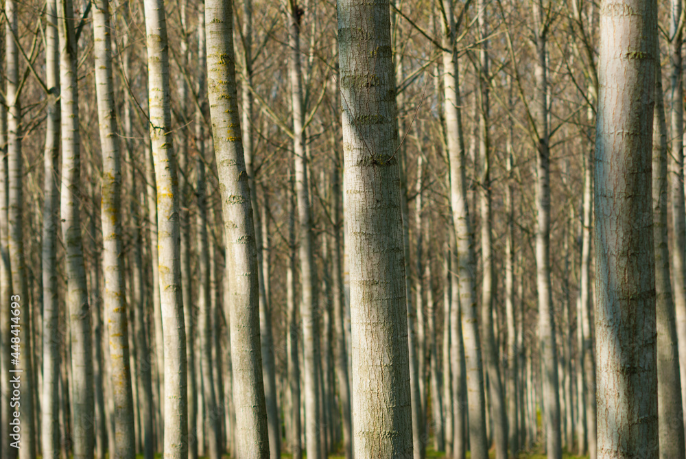 reforestation of poplar trees at autumn sunset reforestation of poplar trees at autumn sunset
