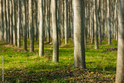 reforestation of poplar trees at autumn sunset