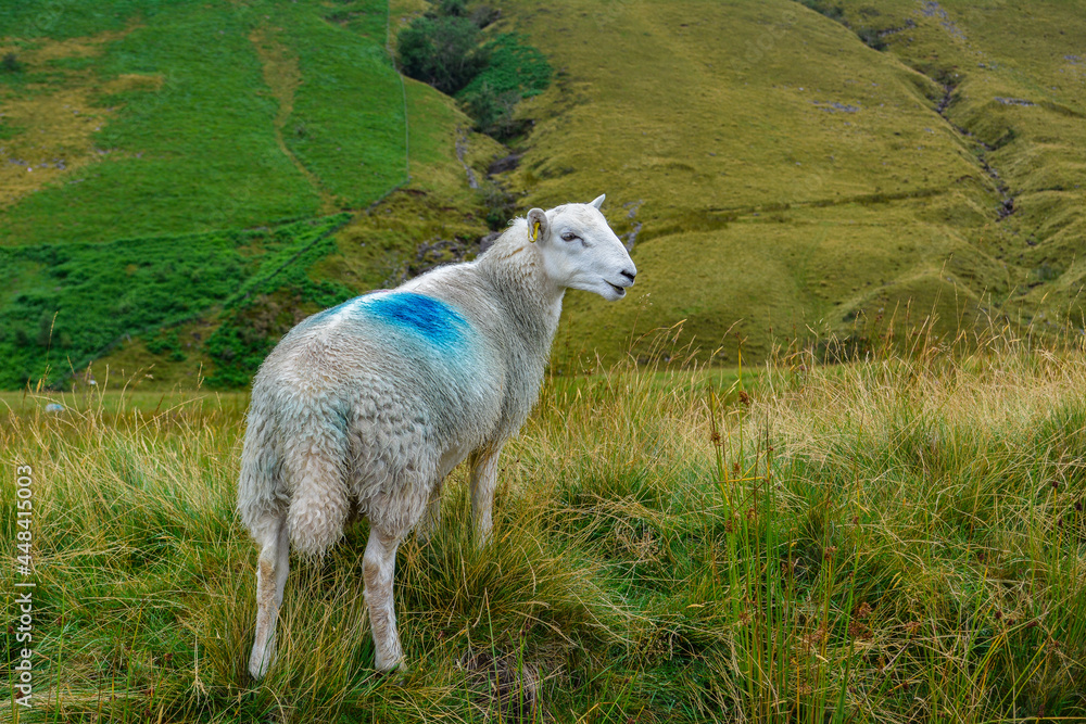 Obraz premium Sheep in the Welsh Valleys, South Wales, Brecon Beacons National Park.