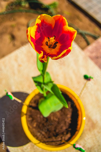 Flor tulipán en maceta