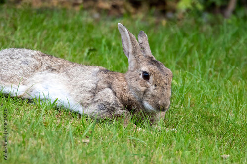 Kaninchen 