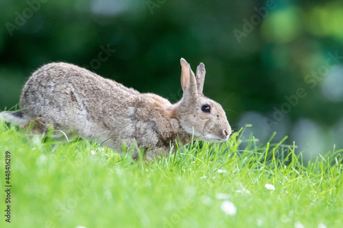 Kaninchen  © Marlene