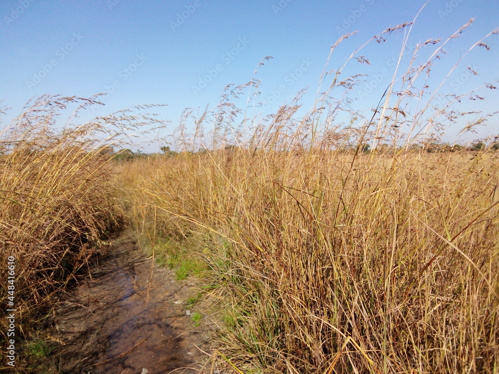Fototapeta premium reeds on the beach