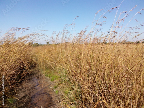 reeds on the beach