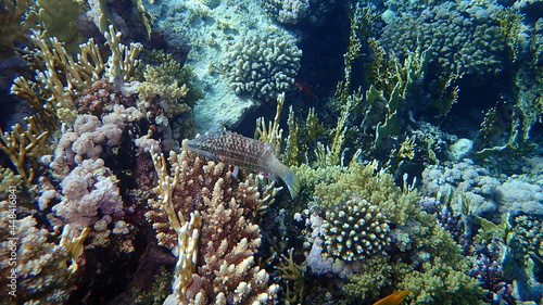 Mental wrasse (Oxycheilinus mentalis) undersea, Red Sea, Egypt, Sharm El Sheikh, Nabq Bay photo