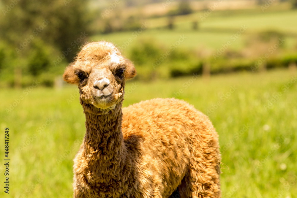 Cute alpaca baby. Young alpaca llama on the farm. Cute alpaca baby. Young alpaca llama on the farm.