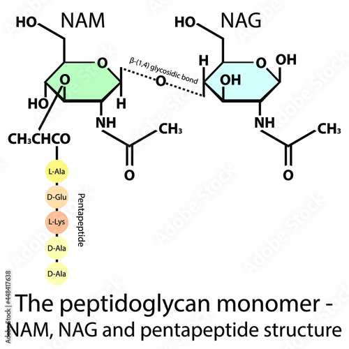 NAM-NAG with pentapeptide structure (L-Ala, D-Glu, L-Lys, D-Ala, D-Ala) chemical structure diagram - peptidoglycan monomer forming the bacterial cell wall