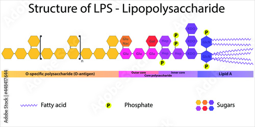 Diagram of LPS strcuture - Lipopolysaccharide molecule of gram negative membrane