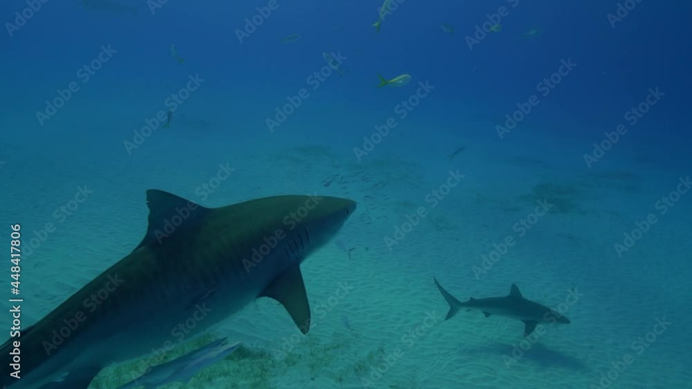 Tiger shark swimming in the Bahamas Tiger shark swimming in the Bahamas