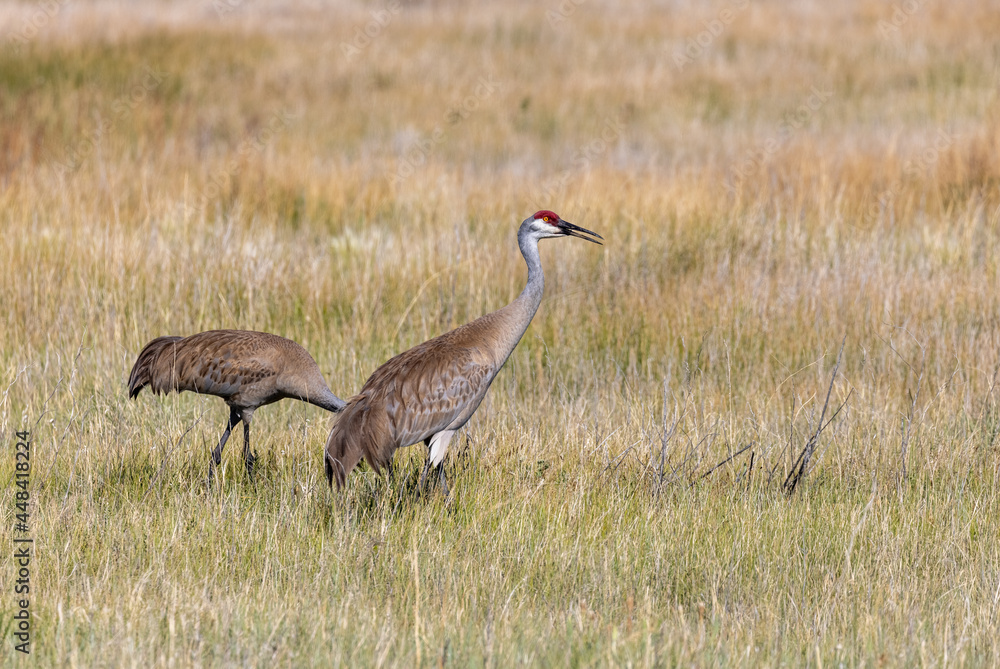 Pair of Sandhill Cranes in Summer in Idaho Pair of Sandhill Cranes in Summer in Idaho