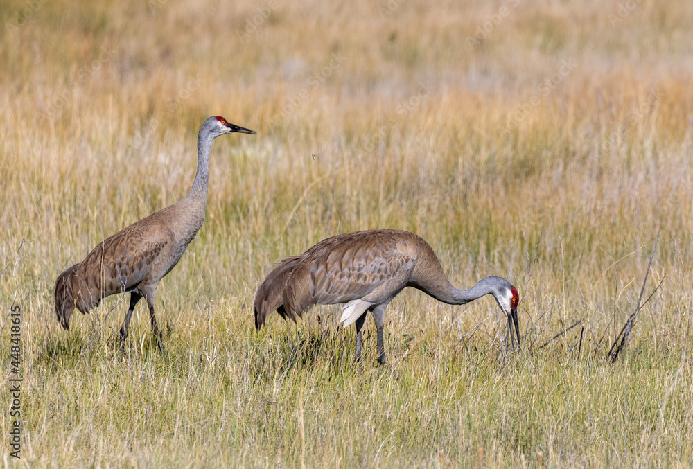 Fototapeta premium Pair of Sandhill Cranes in Summer in Idaho