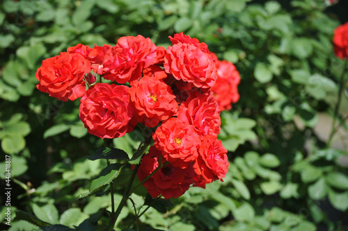 blooming red roses close-up on a green background