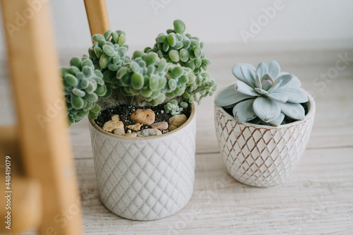 Landscaping of the house or office. Succulents in ceramic pots.