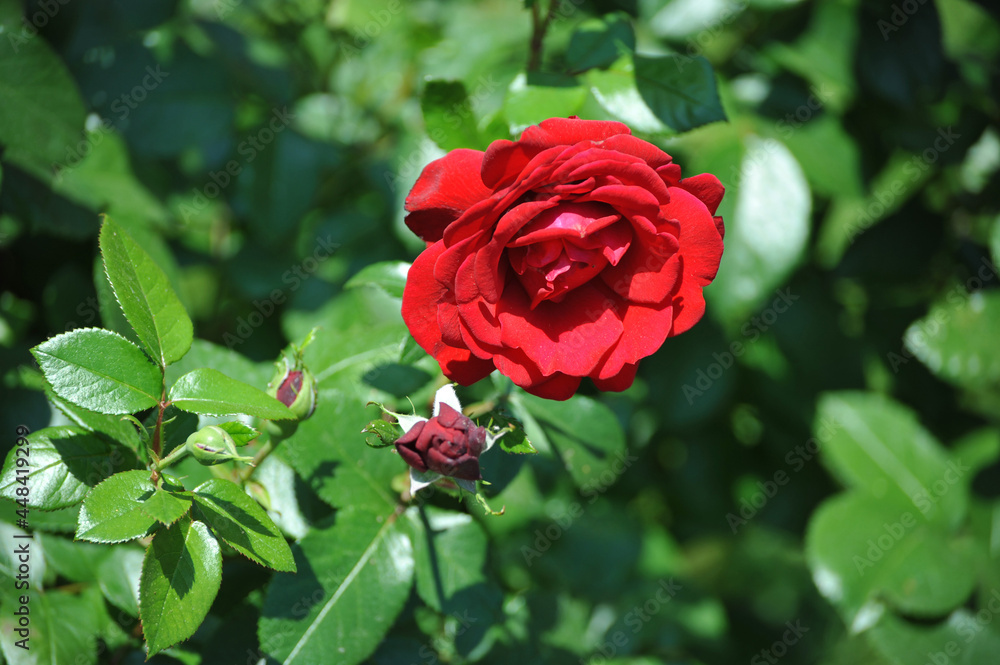 blooming red roses close-up on a green background blooming red roses close-up on a green background
