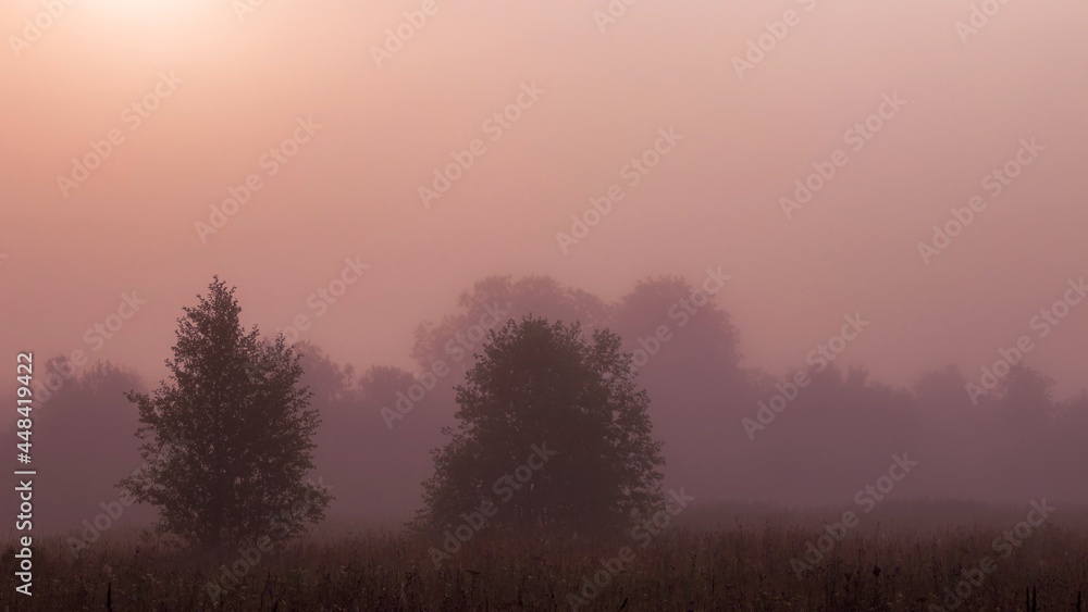 Silhouettes of trees in a dense cream-colored fog in the backlight of the sun. Calm morning landscape