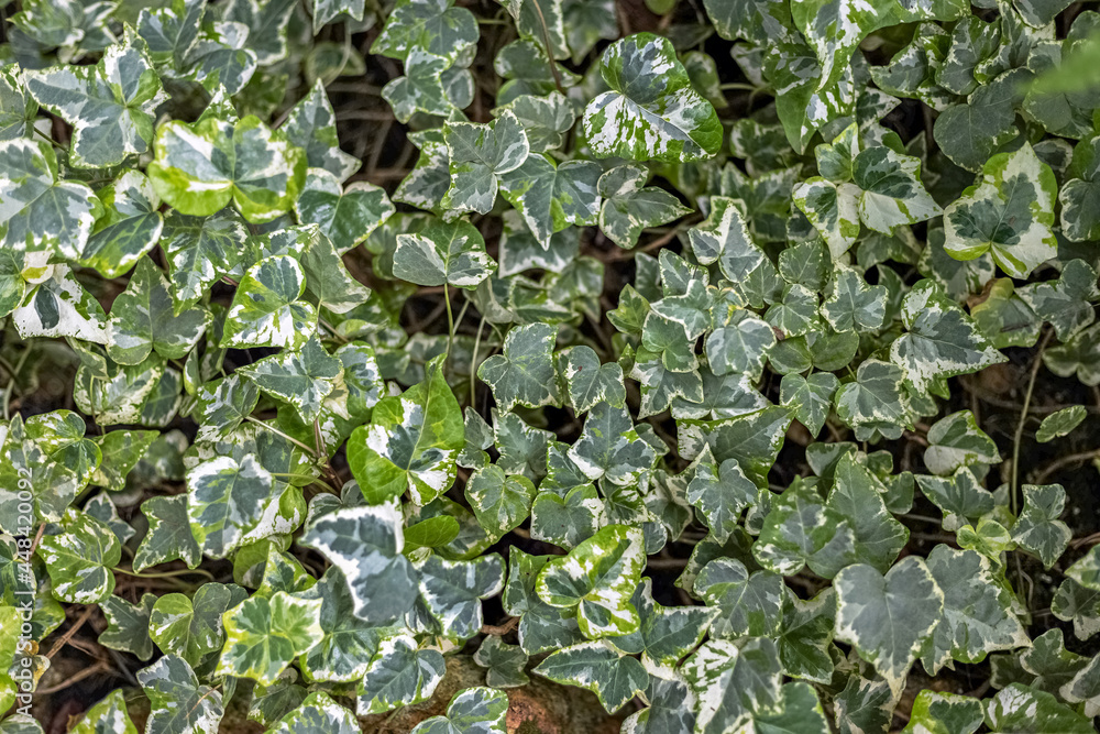 The background is made of natural ivy leaves. Texture. The background is made of natural ivy leaves. Texture.