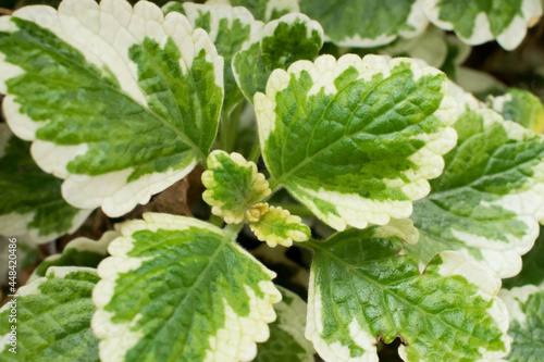 Weihrauch - Harfenstrauch (Plectranthus)
