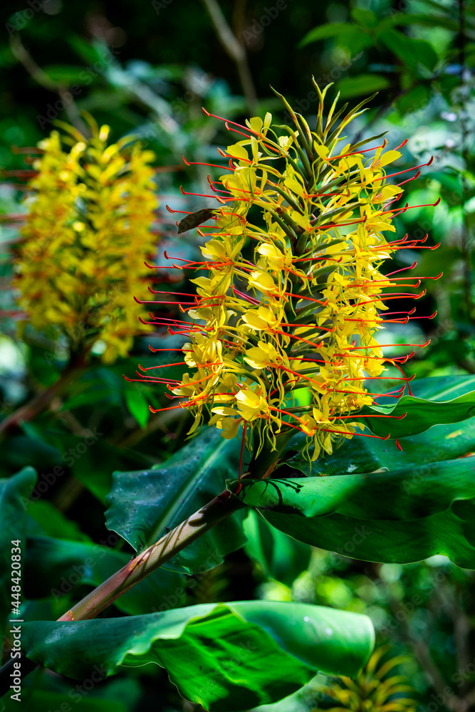 Island, conteira, Hedychium gardnerianum , Tropical Forest , Madeira Island