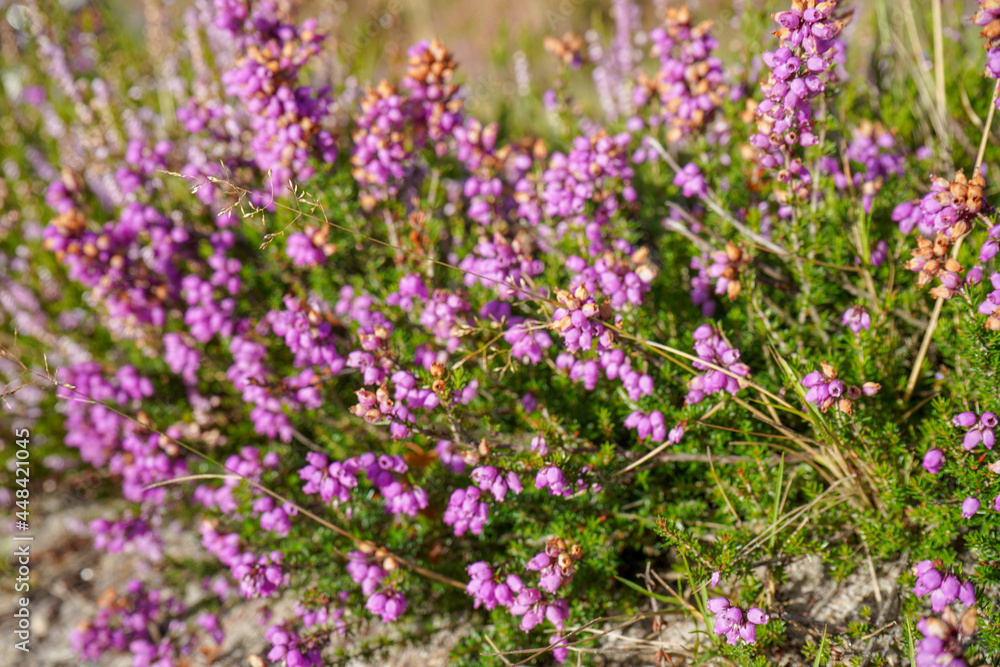 Close up of heather flowers in the sun