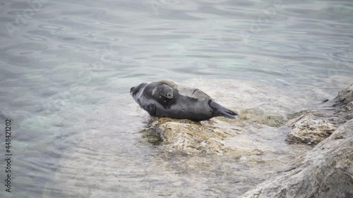 A small cute seal is basking on a stone near the water. Wildlife, rare animals. Protected lakes. 4K UHD