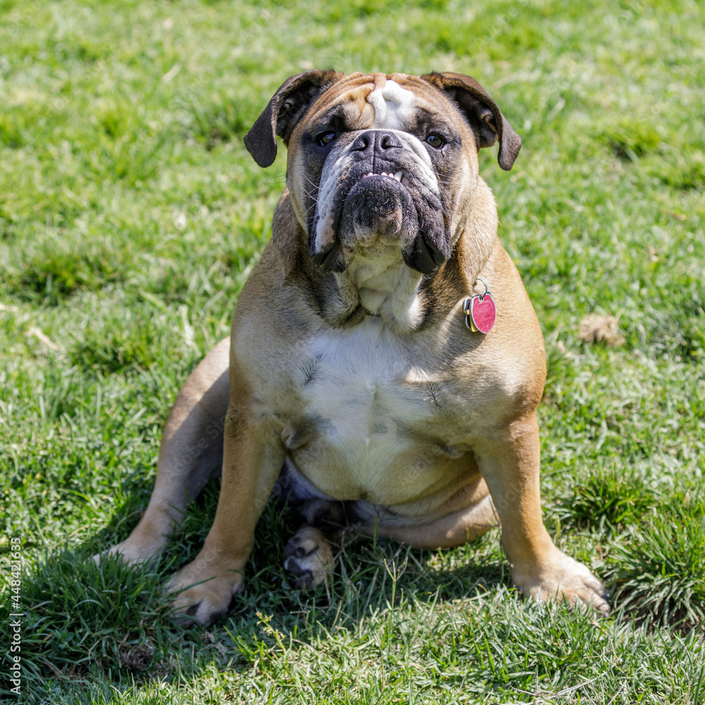 Young Fawn Fallow English Bulldog Sitting and Looking at Camera. Off-leash dog park in Northern California.