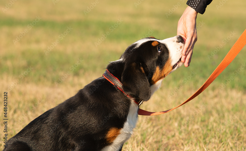 © Flowers Сolors - Animal training. The owner gives the dog a treat from his hand for the command he has completed. Cute Swiss Mountain Dog puppy on a leash.