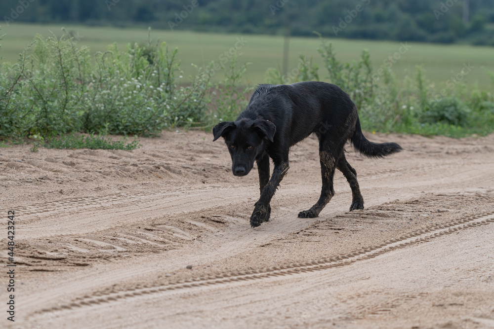A large stray black dog on a field road.
