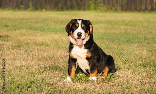 Great Swiss Mountain Dog puppy. A purebred dog sits on green grass.