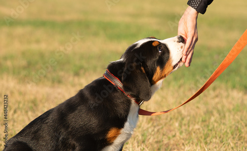 Animal training. The owner gives the dog a treat from his hand for the command he has completed. Cute Swiss Mountain Dog puppy on a leash.