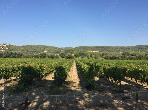 View of a vineyard on a summer sunny day in Cassis  located in the Provence-Alpes-C  te d Azur region  on the French Riviera in Southern France.