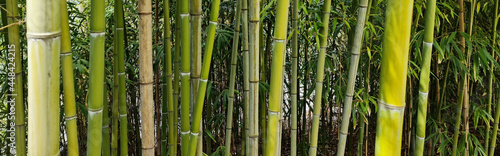 bamboo forest background © emotionpicture