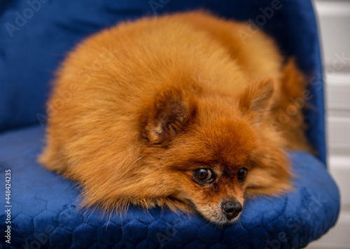 Cute Pomeranian dog lies on a chair