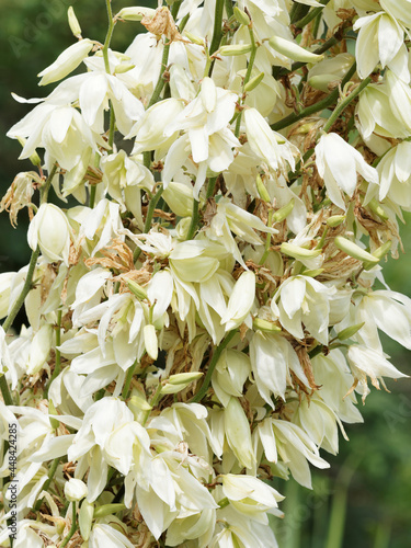 (Yucca gloriosa) Gros plan sur panicules de fleurs denses et globuleuses à pétales blanc-crême et petites étamines sur tige du Yucca superbe photo