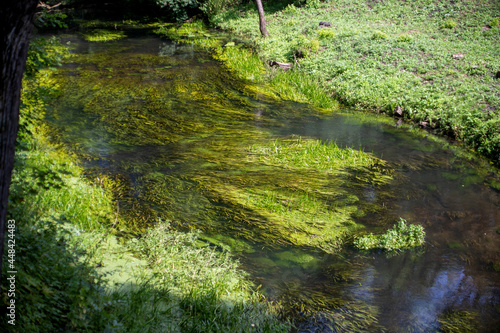 Photo underwater plants in the river